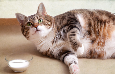 Dicke Katze mit Milch