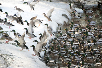 Fototapeta premium Enten stürmen im Schnee aus dem Wasser ans Ufer