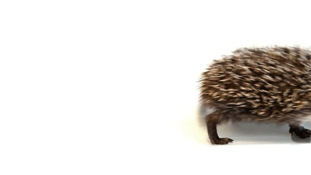 Young hedgehog waddle from left to right side of screen