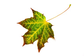 Herbstlaub