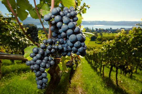 Fototapeta ripe Purple Grapes