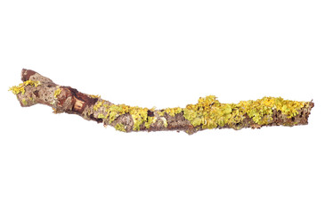 Moss covered stick