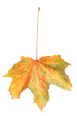 Autumn maple leaf
