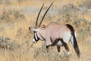 Fototapeta premium Oryx de Namibie
