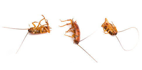 cockroach isolated