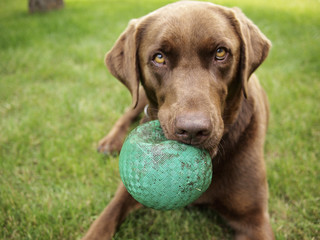 A Chocolate Labrador holds a Green Ball