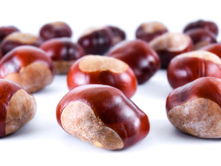 Wild chestnusts