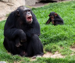 gorilla on grass