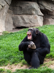 chimpanzee