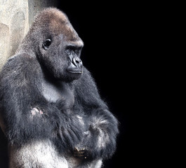 gorilla