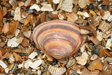 Muschelschalen