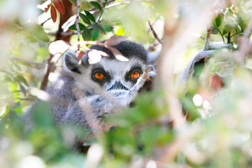 close up of lemur looking through leaves