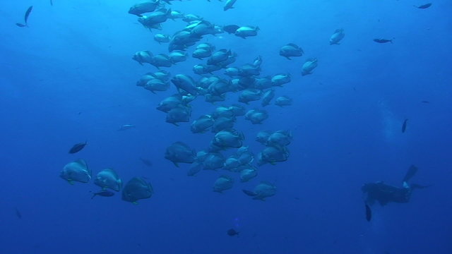 Large school of Circular batfish in blue water