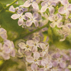 vintage wallpaper background with lilac