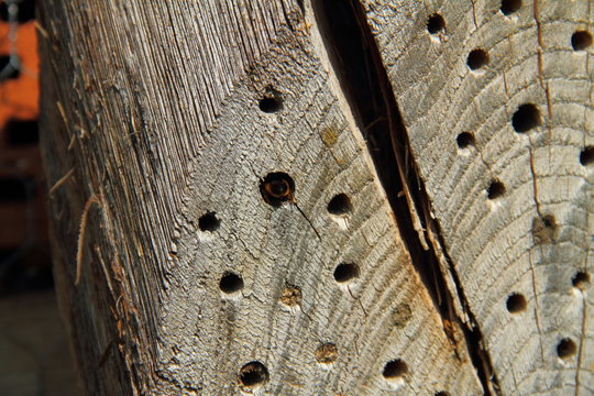 Erdbienen beim Nestbau