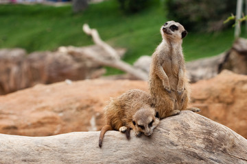 Fototapeta premium meerkats
