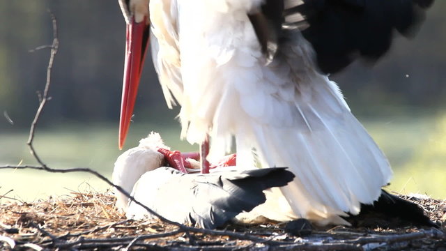 White storks have sex.