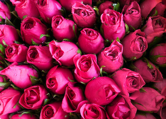 Rote Rosen