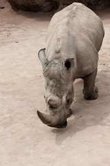 Fototapeta premium rhinoceros