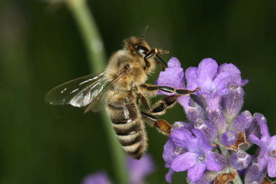 Biene auf Lavendel