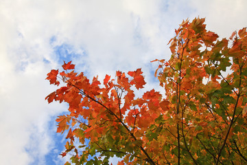 Beautiful autumn in Scotland