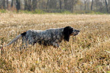 setter inglese in ferma
