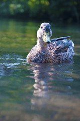 Ente im Wasser