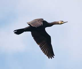 Cormorant Flying