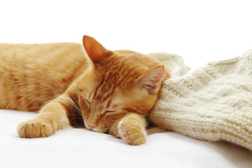 眠る猫