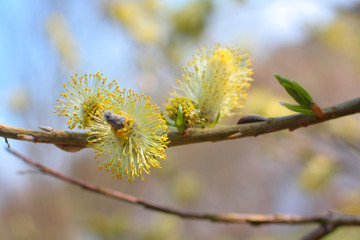Blooming willow in spring time