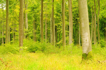 Buchenwald im Herbst - beech forest in fall 23