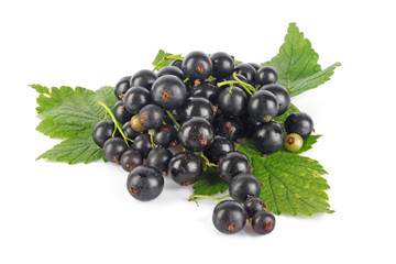 Black currant