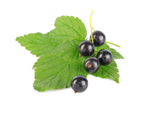 Black currant