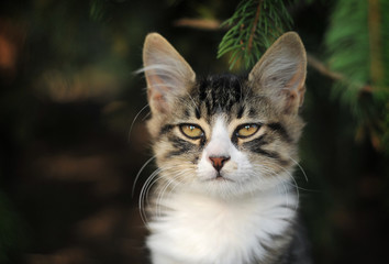 kitten portrait