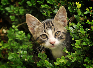 kitten portrait