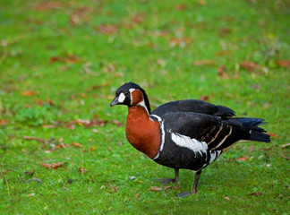Red-breasted Goose