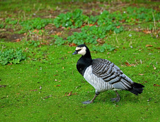 Barnacle Goose