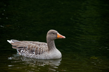 Greylag Goose