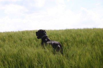 Deutsche Dogge im Kornfeld