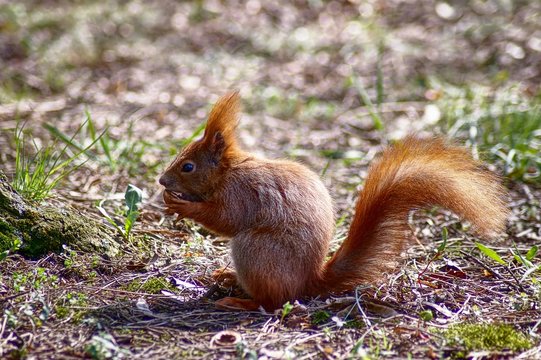 squirrel