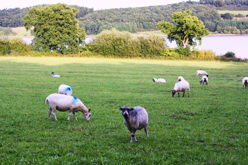 Obraz premium Sheep in farm