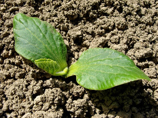 pumpkin seedling
