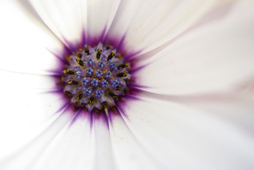 margherita bianca con corona viola white daisy with purple crown