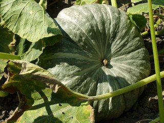 winter sweet pumpkin