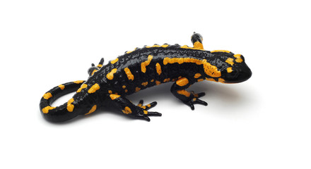 salamander