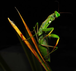 Mantide religiosa Mantis religiosa Linnaeus