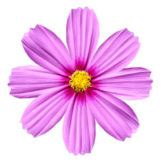 Single Pink Cosmea Rose. Beautiful Cosmos Flower isolated
