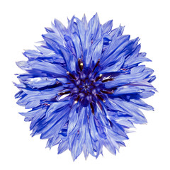 Single Blue Cornflower - Centaurea cyanus Isolated on White - obrazy, fototapety, plakaty