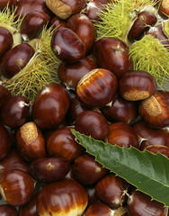 maronenhaufen mit blatt und stachelfrucht