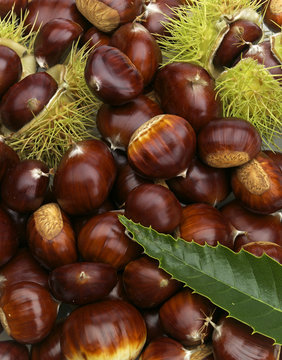 maronenhaufen mit blatt und stachelfrucht
